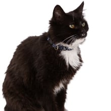 Navy Chequered Cat Collar